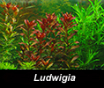 Ludwigia