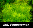 indischer Pogostemon