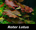 Roter Lotus