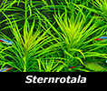 Stenrotala